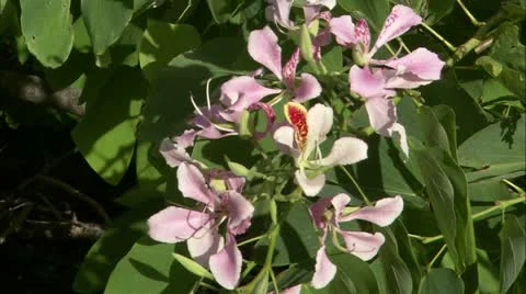 Guana flower5 Stock Footage 22644262