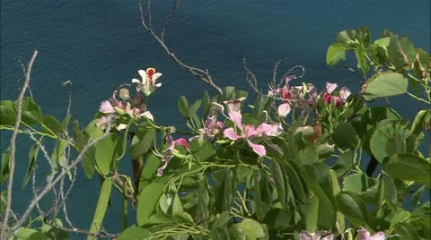 Guana flower6 Stock Footage 22644279