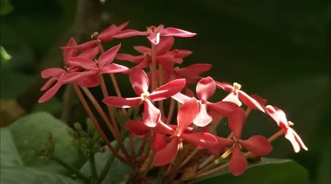 Guana flower9 Stock Footage 22644401