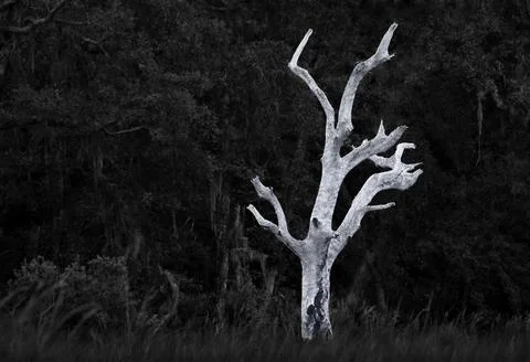 GUANA FOREST Tree Stock Photos