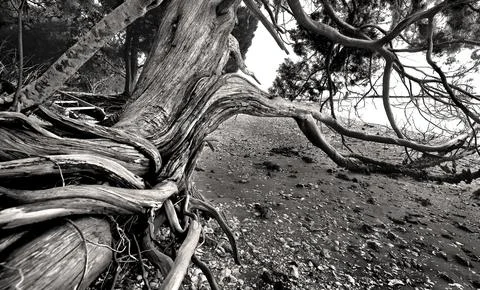 GUANA FOREST Tree Stock Photos