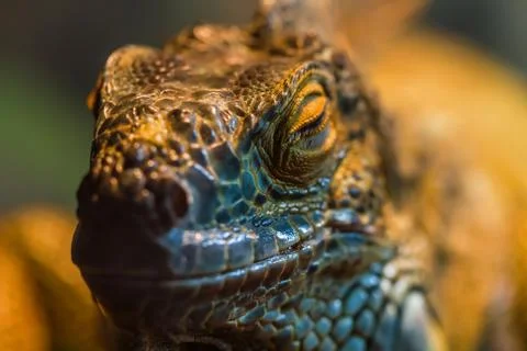 Guana lizard Stock Photos