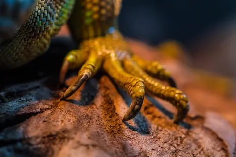 Guana lizard Stock Photos