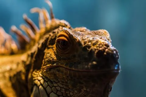 Guana lizard Stock Photos