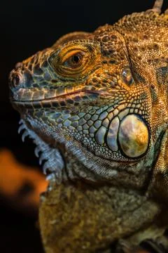 Guana lizard Stock Photos