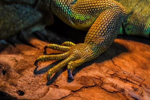 Guana lizard Stock Photos