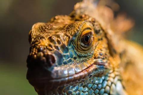 Guana lizard Stock Photos