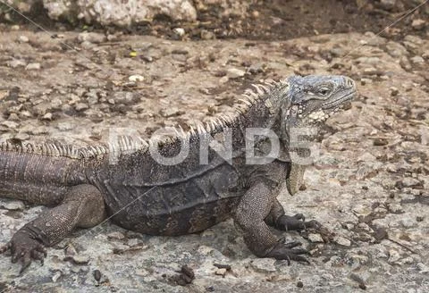 Guana ordinary, in natural conditions Stock Photos