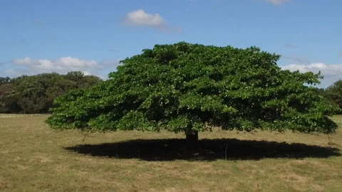Guanacaste Tree Stock Footage 108554215