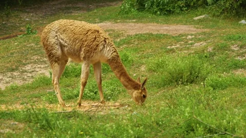 Guanaco eating grass Stock Footage 254175188