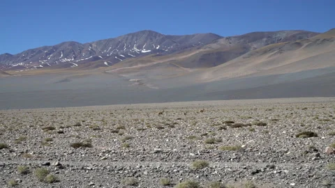 Guanaco Stock Footage 192918546