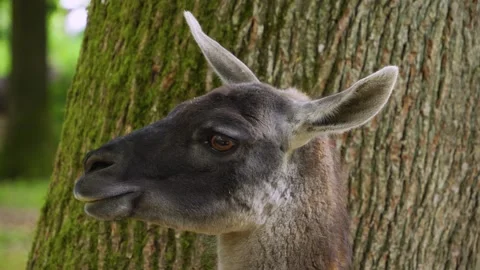 A guanaco head Stock Footage 260530996