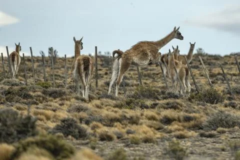 Guanaco jumping. Fotos de archivo