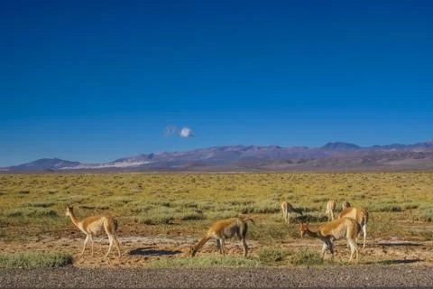 Guanaco lamas Stock Photos