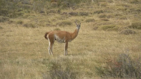 Guanaco looking at the camera near Calafate in Argentina Stock Footage