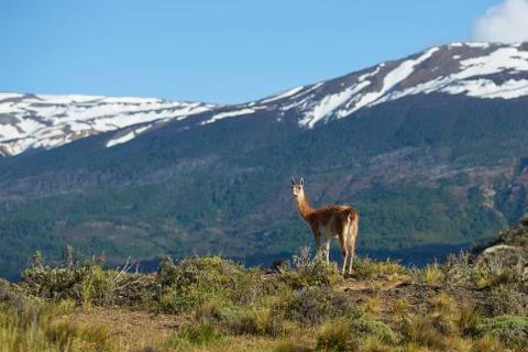Guanaco Stock Photos
