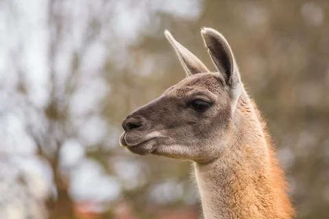 Guanaco portrait Fotos de archivo