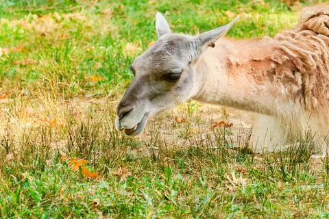 Guanaco resting in the field Stock Photos