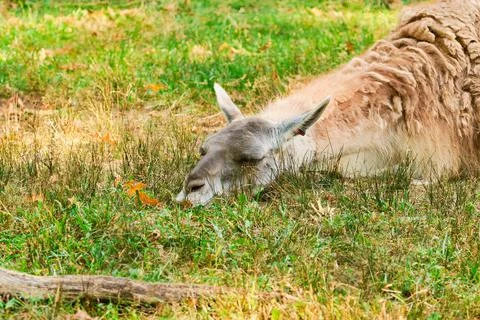 Guanaco resting in the field Stock Photos
