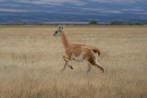 Guanaco on the run Foto stock