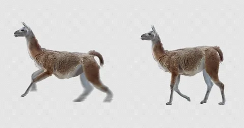 Guanaco Running and Walking Stock Footage 194322972