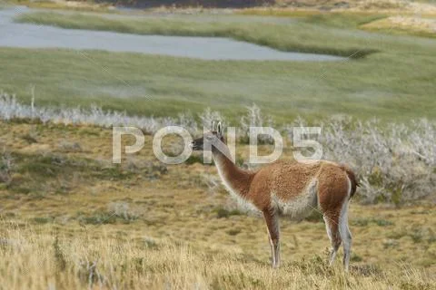 Guanaco in Torres del Paine National Park Stock Photos