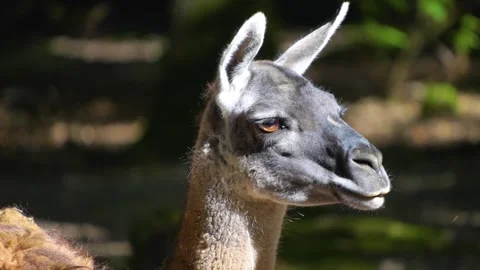 Guanaco walking around  Stock Footage 252202443