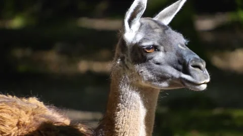 A guanaco walking Stock Footage 252103418