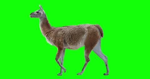 Guanaco walking. Isolated and cyclic animation. Green screen. Stock Footage 93963355