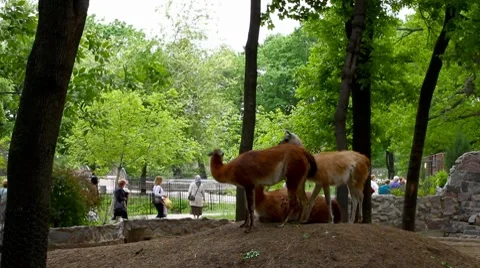 Guanaco's attempt to make love Video stock 8621623