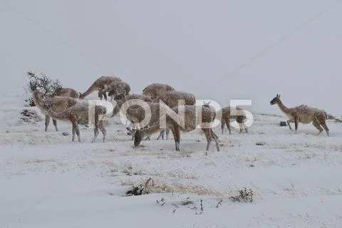 Guanacos Lama walking through the snow Stock Photos