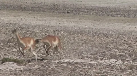 Guanacos run over plains chasing each other zooming out Stock Footage 56866851