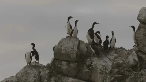 Guanay cormorants coming and going on rocks Stock Footage 116631553