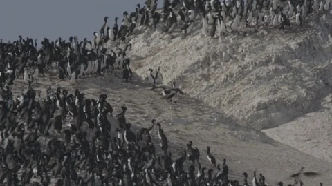 Guanay Cormorants on a peak Stock Footage 116582441