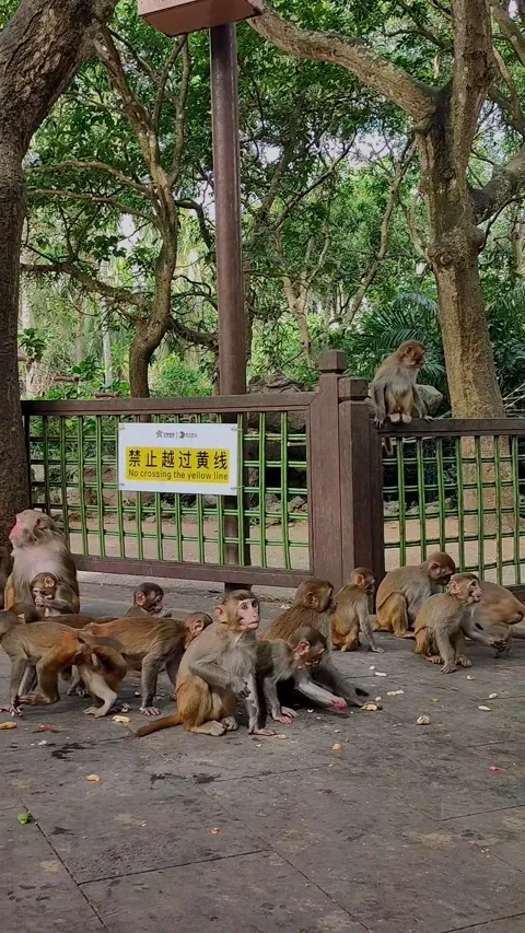 Guangxi macaques Video stock 302481253