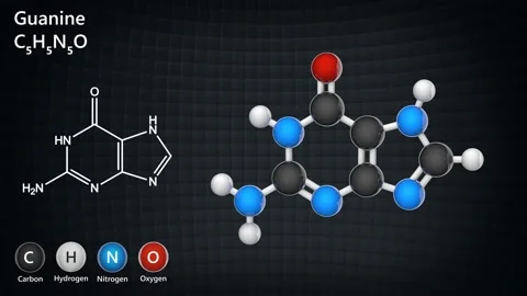 Guanine. C5H5N5O. Seamless loop. Stock Footage 154399282