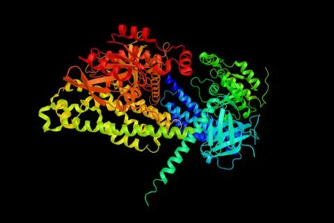 Guanine nucleotide exchange factor DBS is a protein that in humans is encod.. Stock Illustration