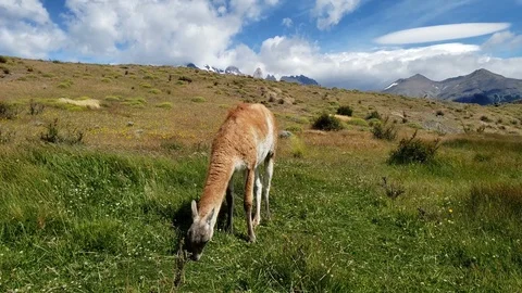 Guanoco Grazes in front of Torres del Paine Video stock 100590680