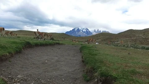 Guanocos in a Field Stock-Footage 100612295