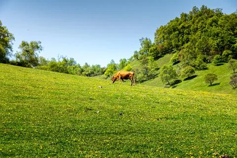 Guanshan Meadow Stock Photos