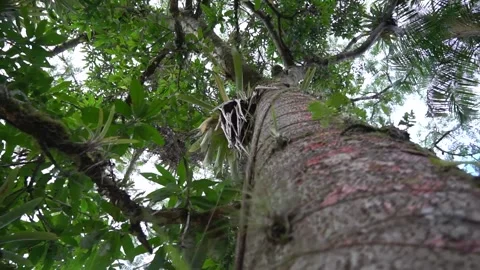 Guapuruvu, a large tree from the Atlantic Forest Stock Footage 274366842