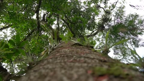 Guapuruvu, a large tree from the Atlantic Forest Stock Footage 274366843