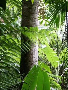 Guapuruvu Stock Photos