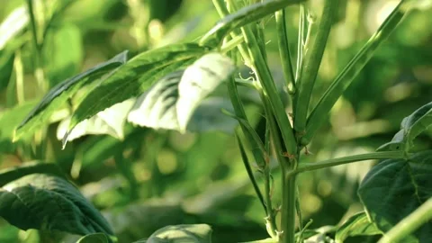 Guar (Indian vegetable) Stock Footage 131231926
