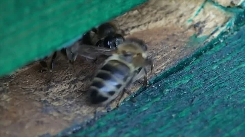 Guard bees Stock Footage 72983323