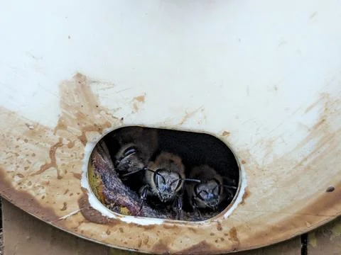 Guard bees protecting small hive entrance on beehive super close up detail 库存照片