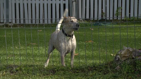 Guard dog barking Stock Footage 88981549