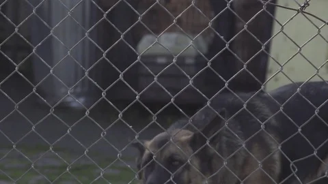 Guard Dog Barking In Slow Motion Stockbeeldmateriaal 74433086