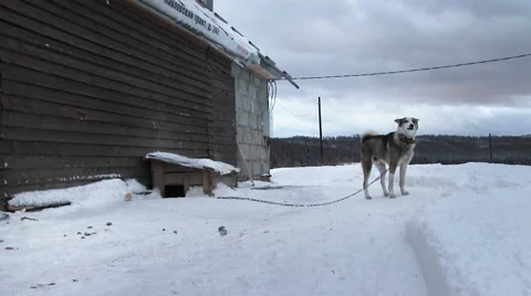Guard Dog On A Chain Stock Footage 60821156