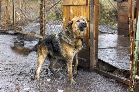 Guard dog on a chain in the yard barks Stock Photos